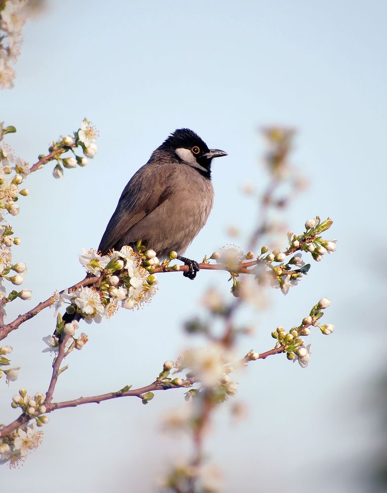 Photograph by Farid Ataei