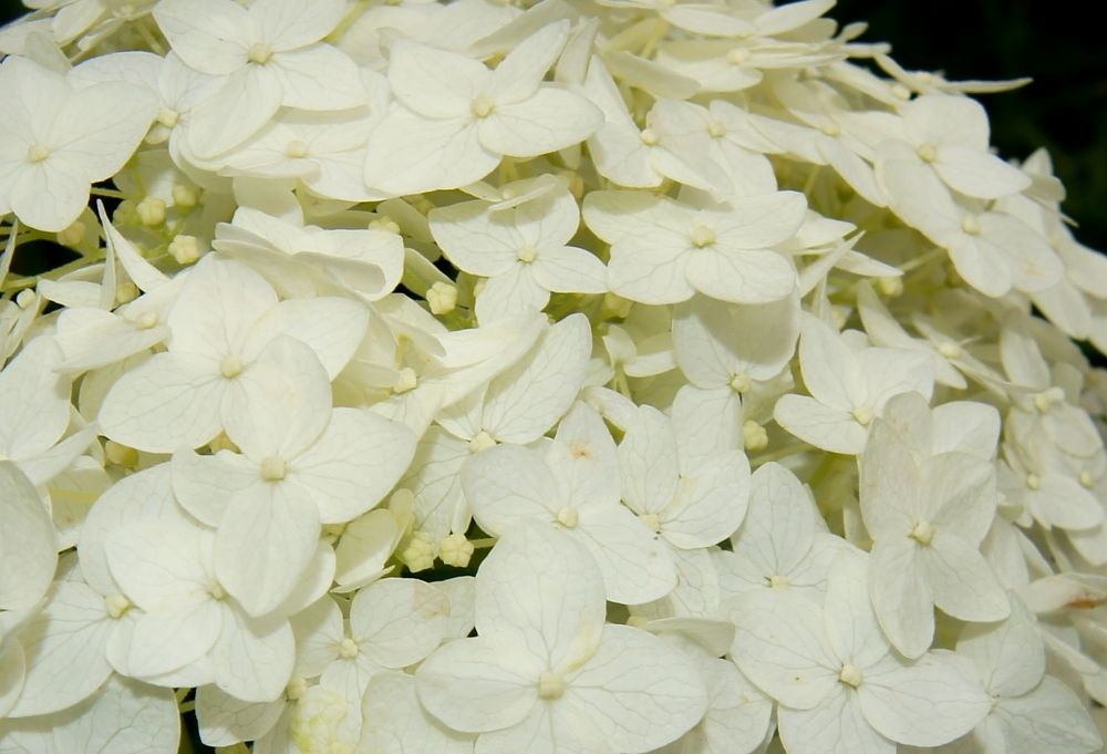 Photograph by Светлана Стрельцова