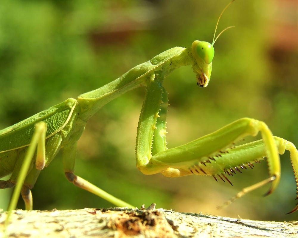 Photograph by Светлана Стрельцова