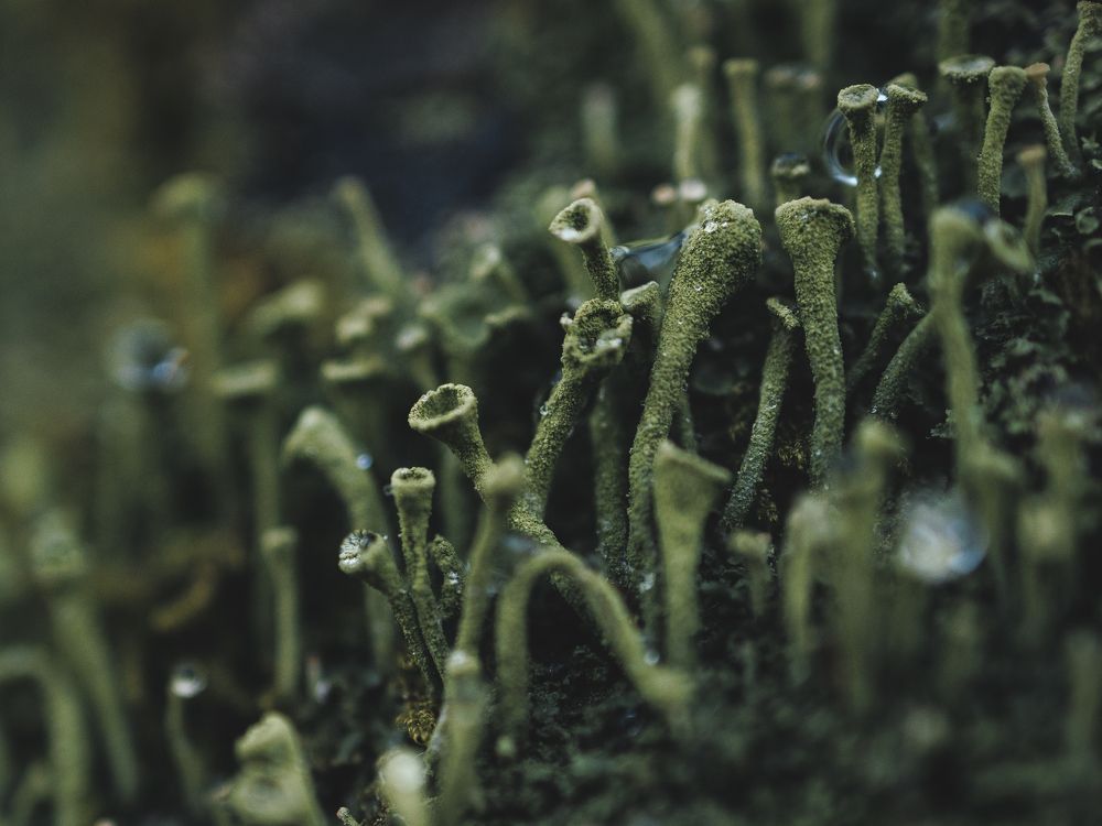 Photograph by Мария Клещенко