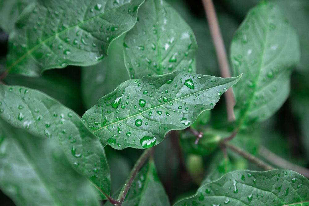 Photograph by Роман