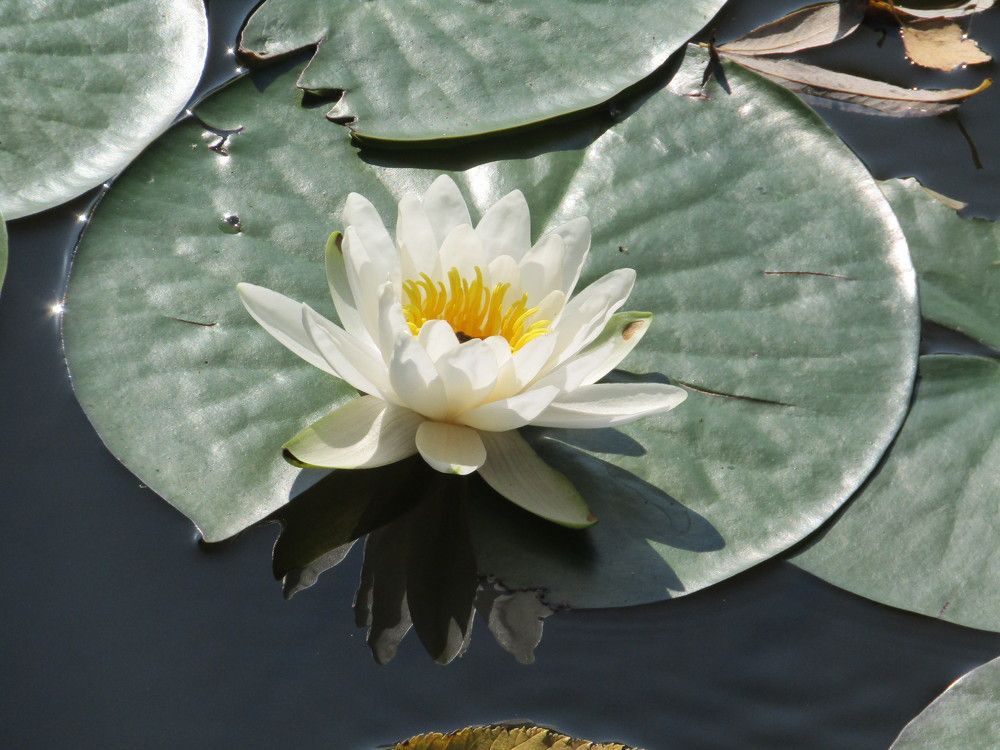 Photograph by Татьяна Смирнова