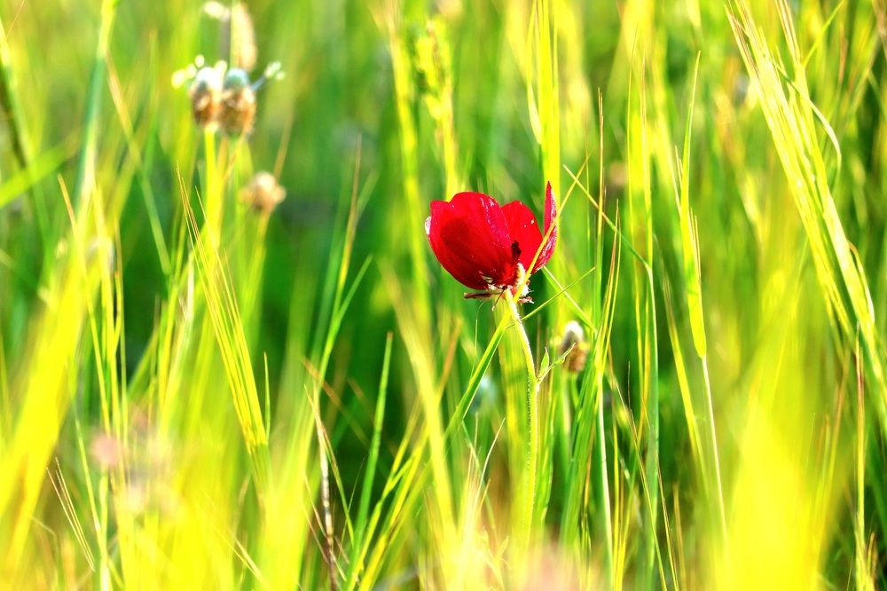 Photograph by Babak Akvan