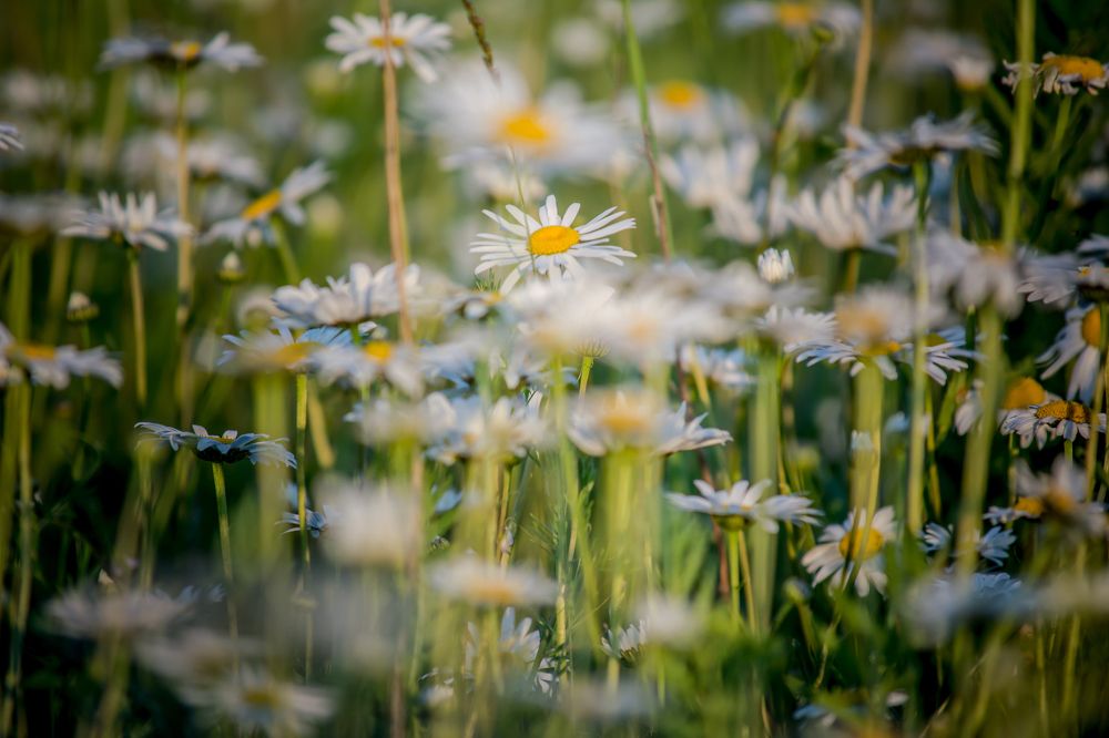 Photograph by Елена Царёва