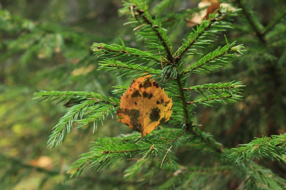 Photograph by Светлана Галкина