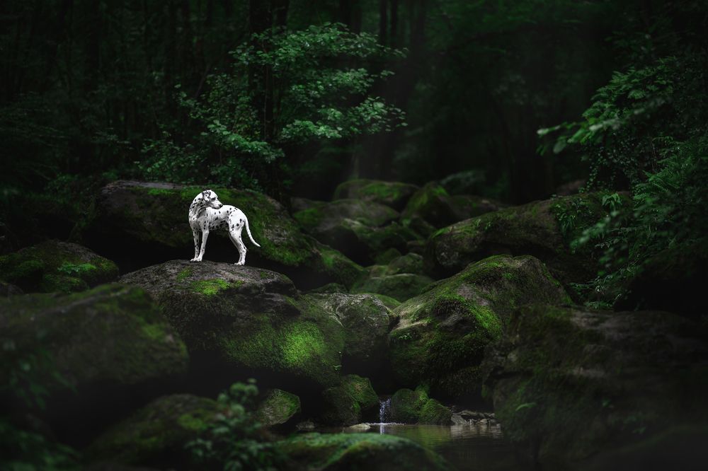 Фотография автора Rut Casanellas