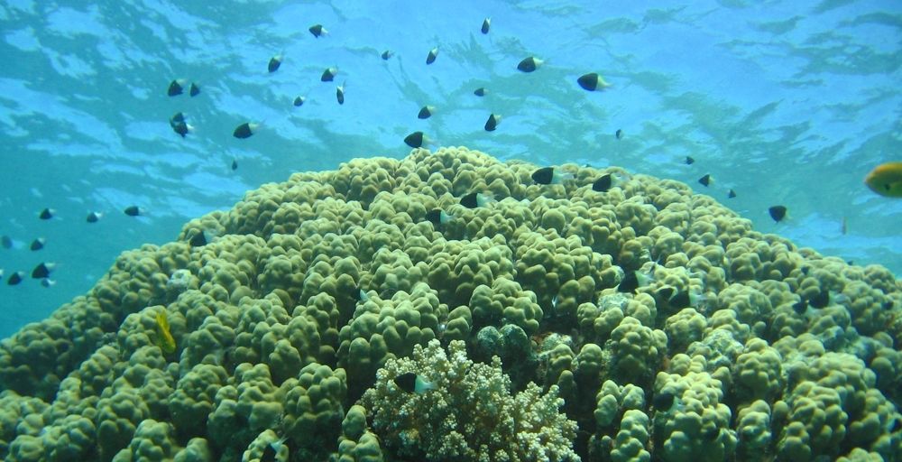 Photograph by Dina Eid