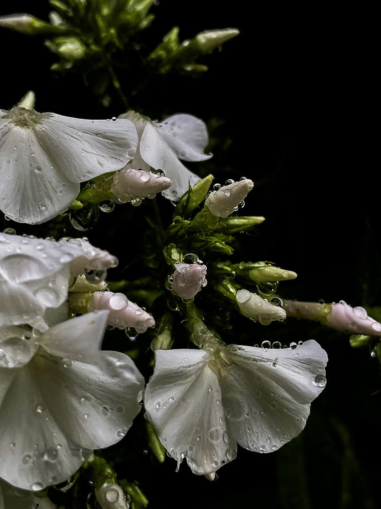 Photograph by Анна Пигулевская