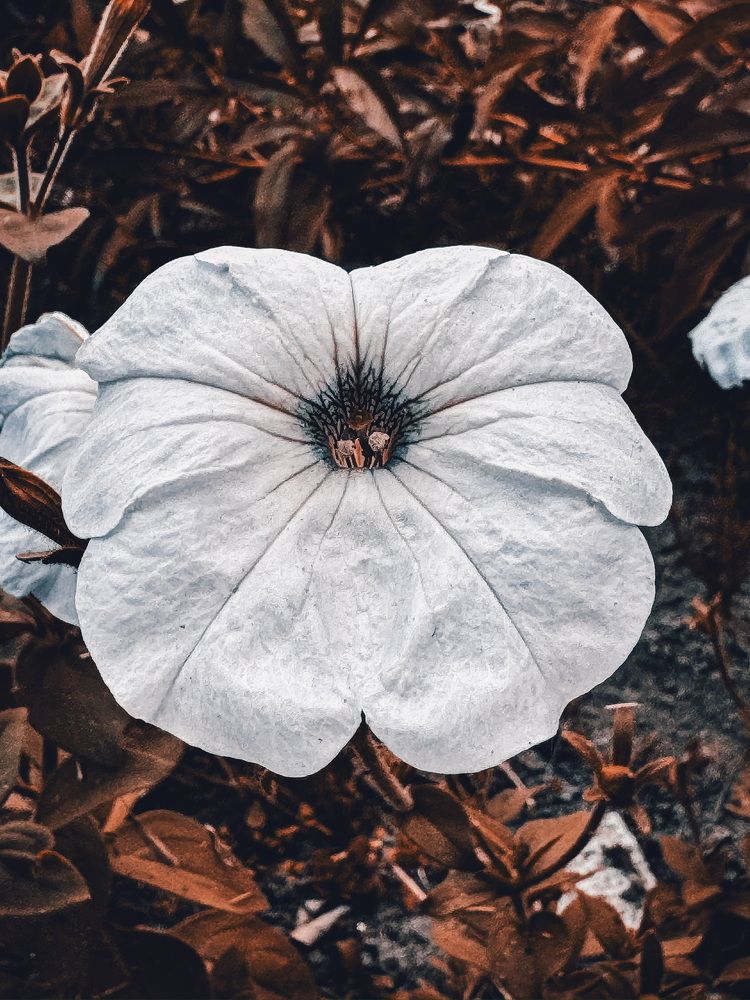 Photograph by Анна Пигулевская