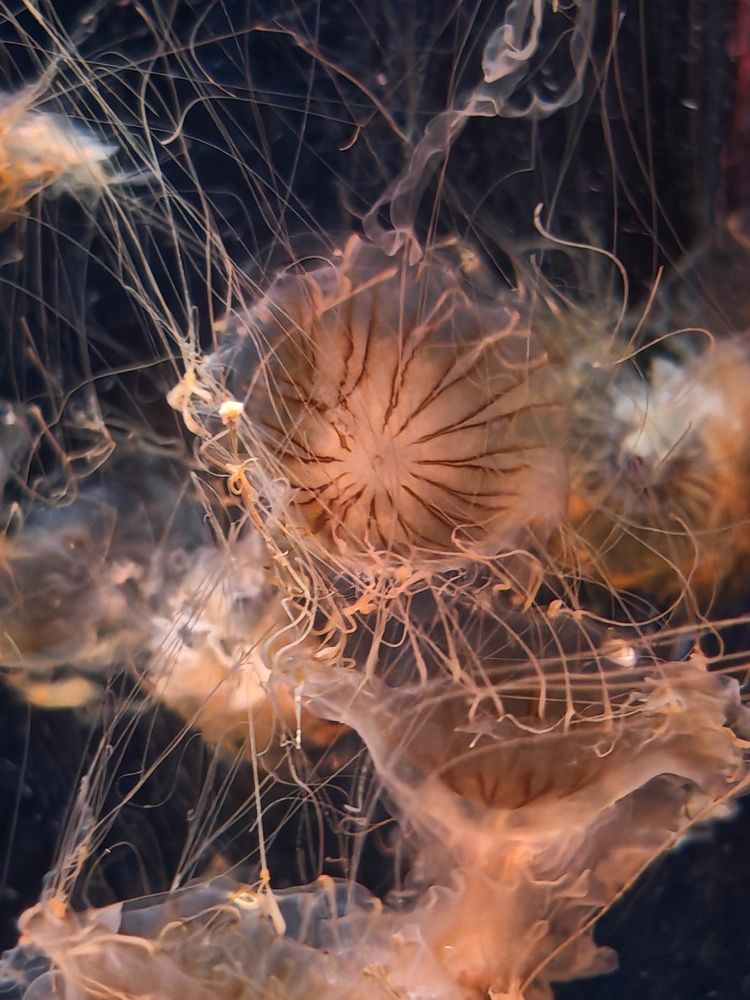 Photograph by Ирина Подлубная