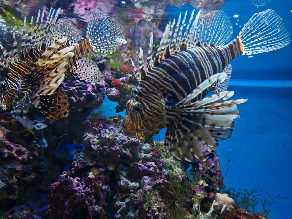 Photograph by Ирина Подлубная