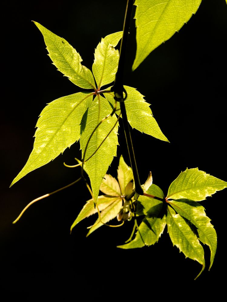 Photograph by Руслан Гончар