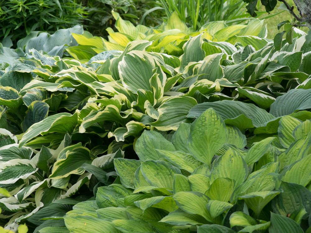 Photograph by Руслан Гончар