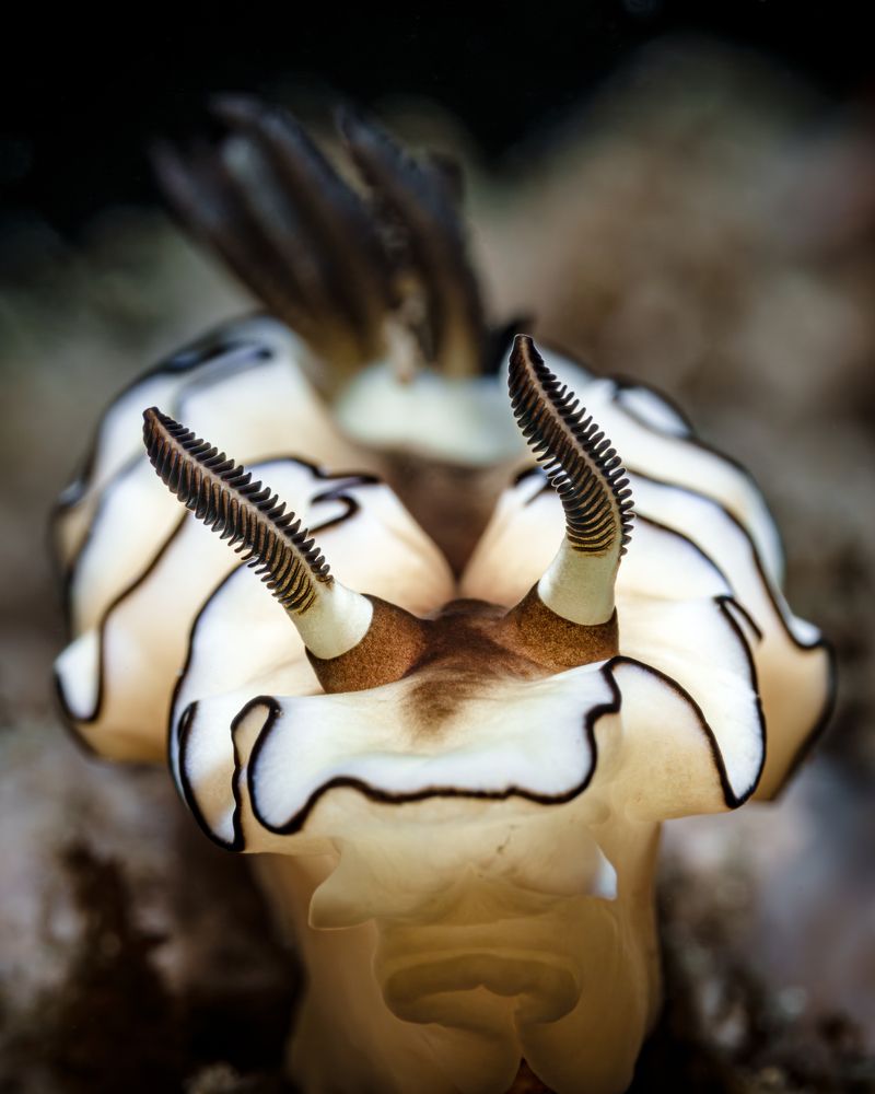 Photograph by Савин Андрей