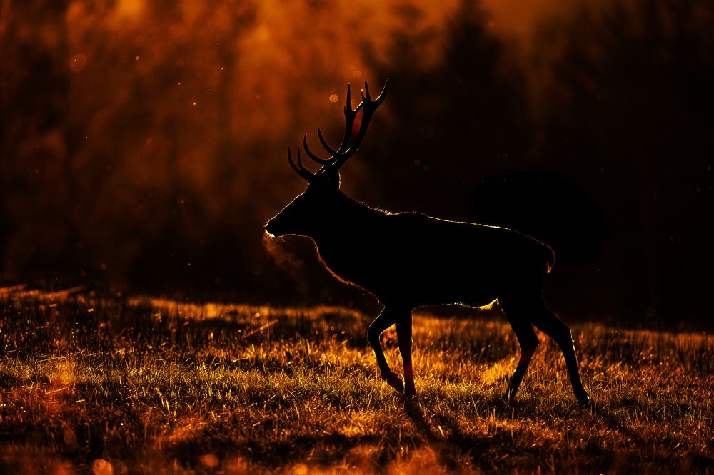 Фотография автора Patryk Kurc