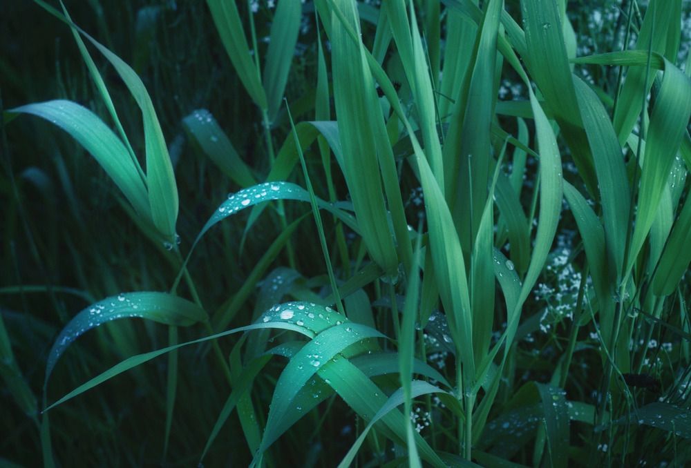 Фотография автора Светлана Терехова