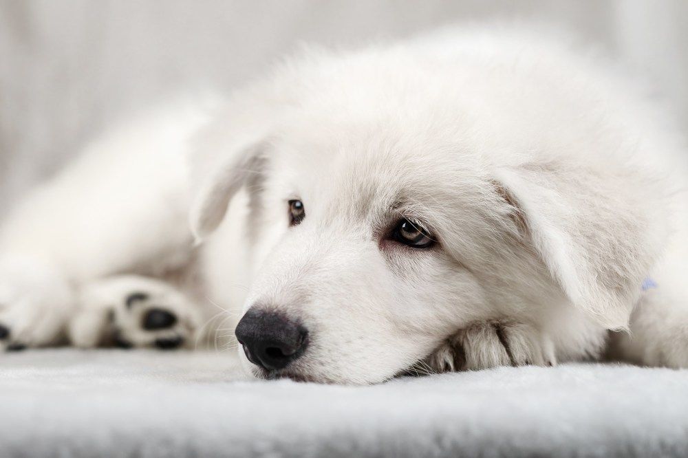 Photograph by Зубкова Юлия