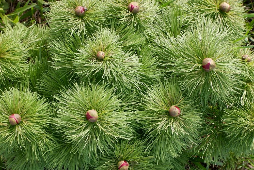 Photograph by Зорин Миша