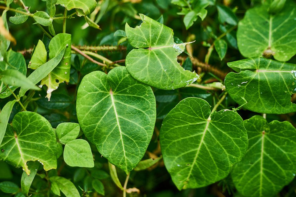 Photograph by Лариса Неман