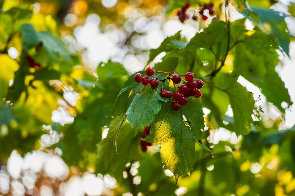 Photograph by Лариса Неман