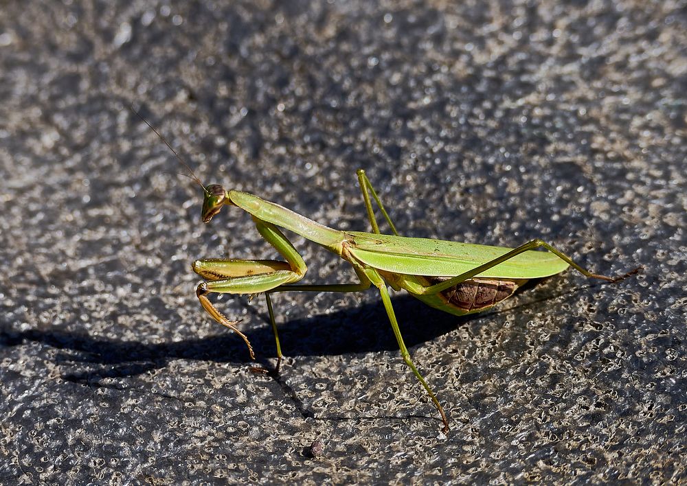 Photograph by Лариса Неман