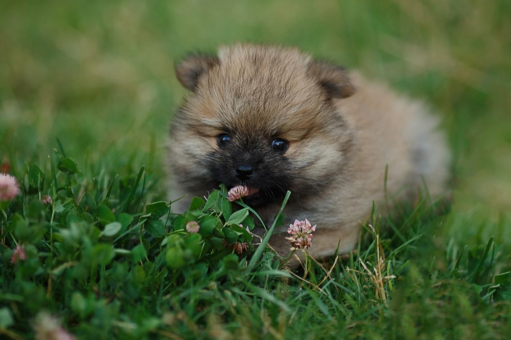 Фотография автора Тамара Дмитриева