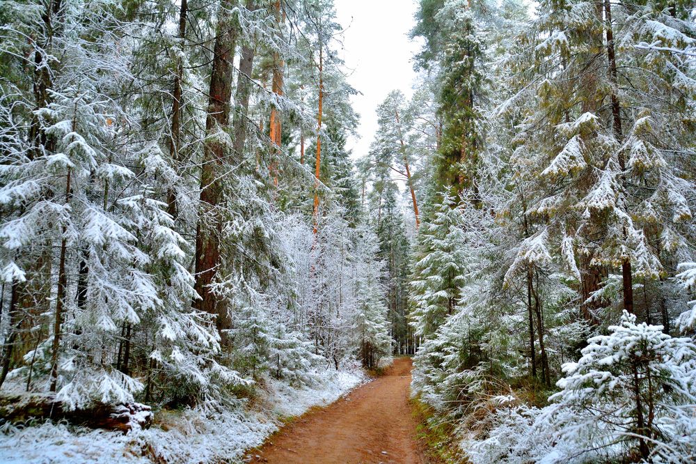 Photograph by Александр Зуев