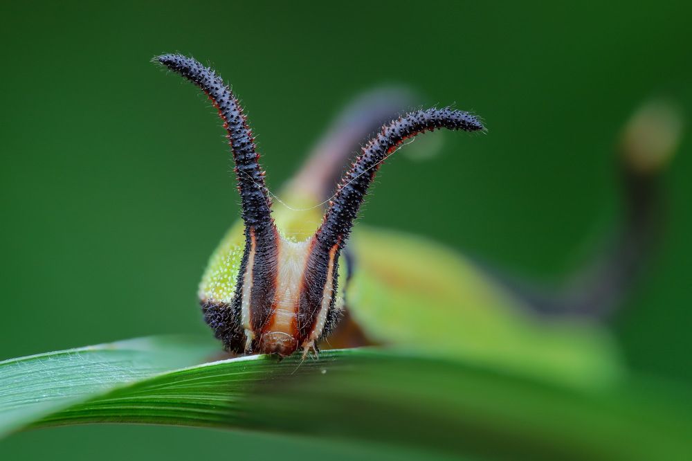 Photograph by Tran The Ngoc