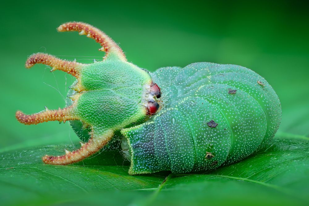 Photograph by Tran The Ngoc