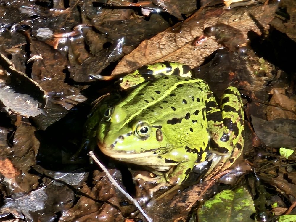 Photograph by Edmund Randal