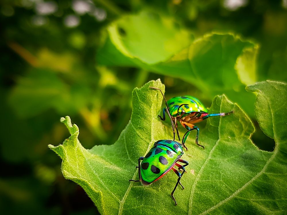 love in green