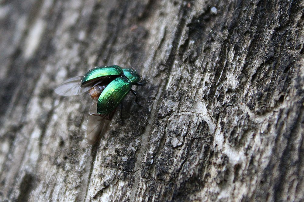 Фотография автора Екатерина Пачина