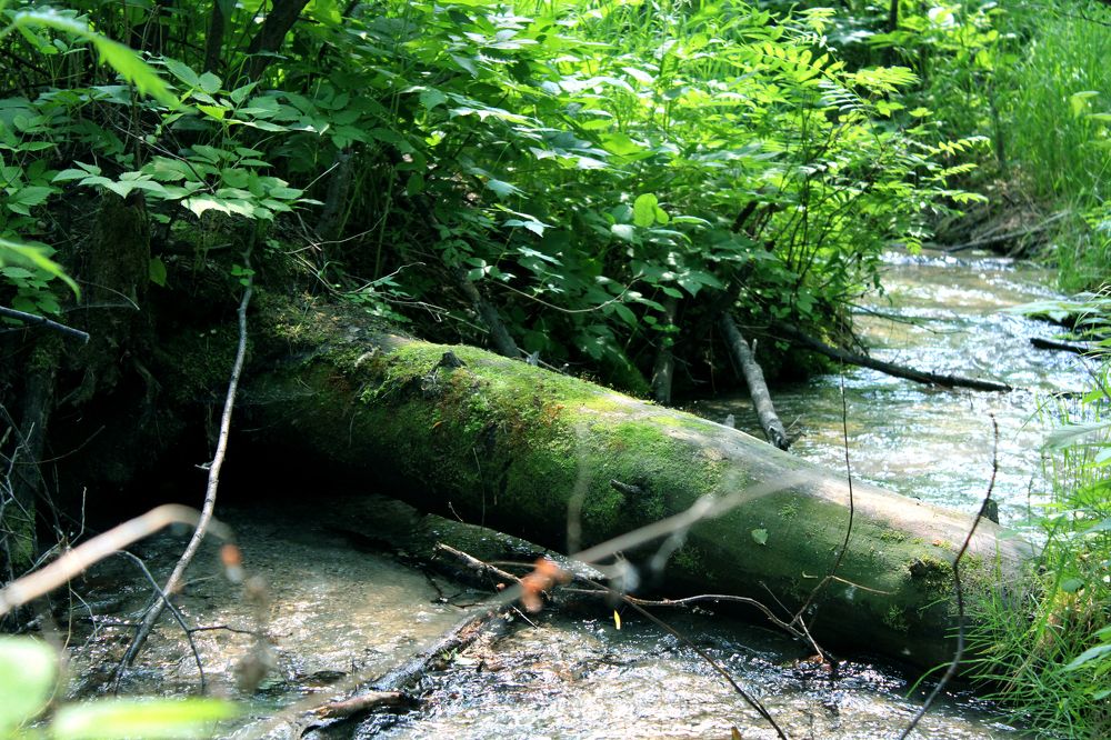 Фотография автора Екатерина Пачина