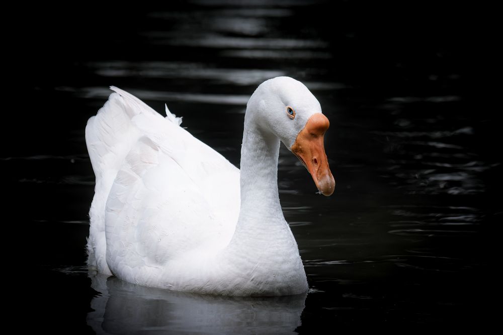 Photograph by Chau Nguyen