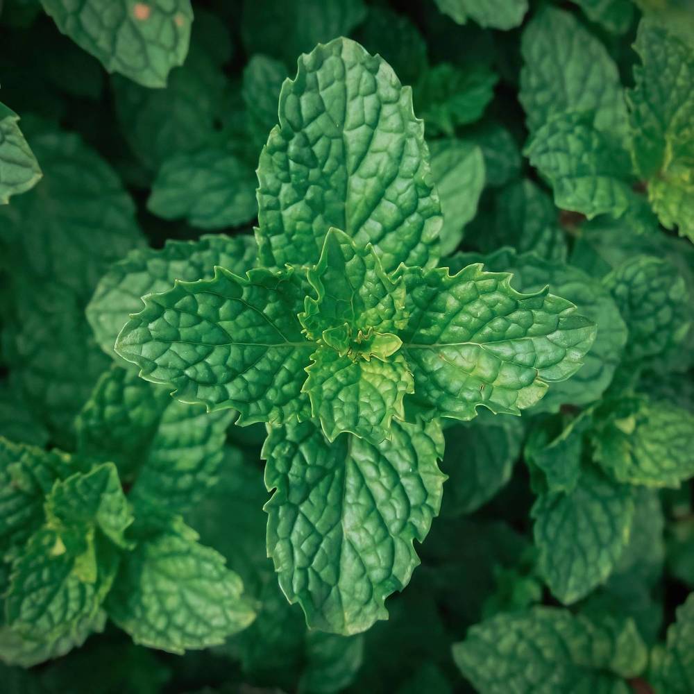 Photograph by Chau Nguyen