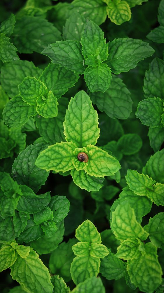 Photograph by Chau Nguyen