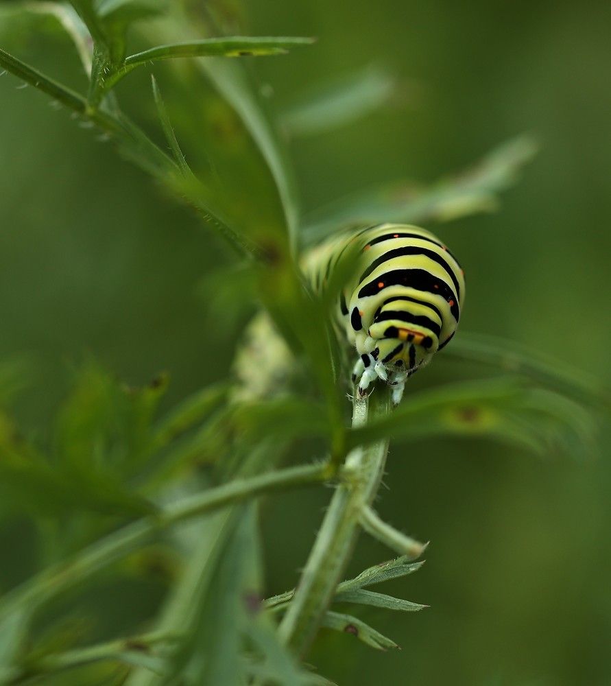 Photograph by Елена Одынец