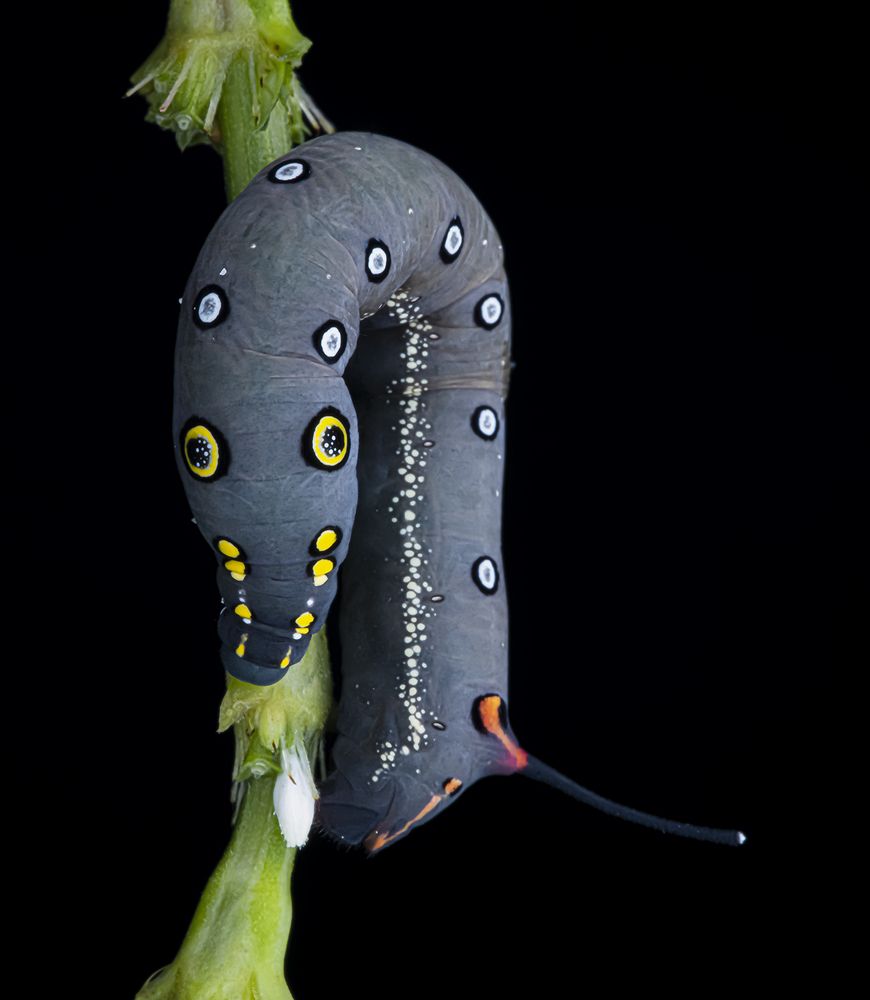 Photograph by LOH CHEE WOEI