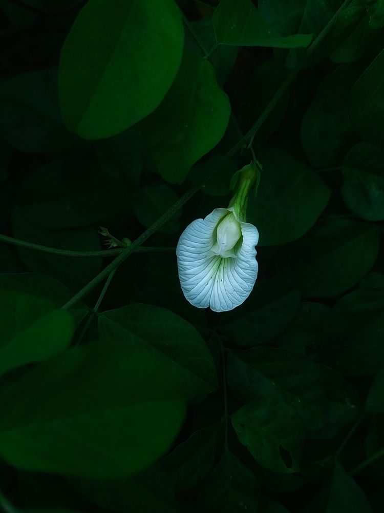 Photograph by Rutuja Shinde