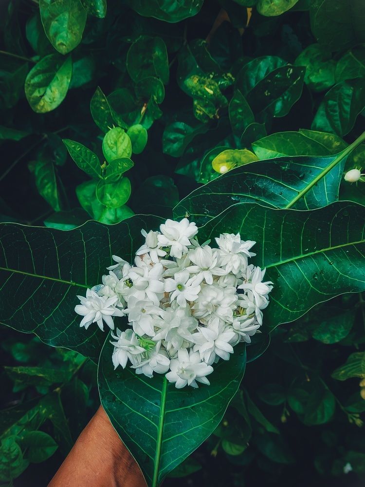 Photograph by Rutuja Shinde