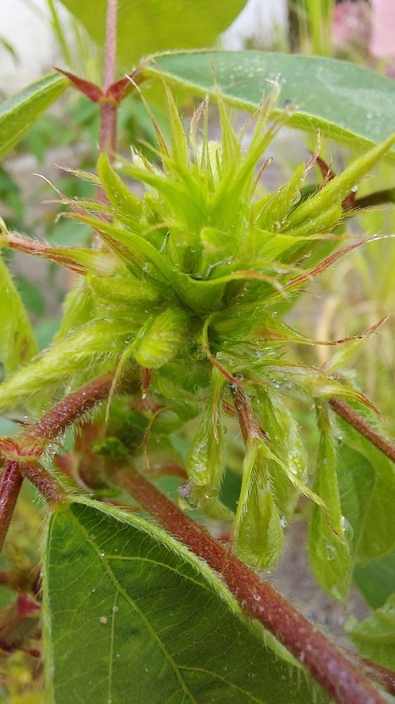 Photograph by CRINALDO REIS