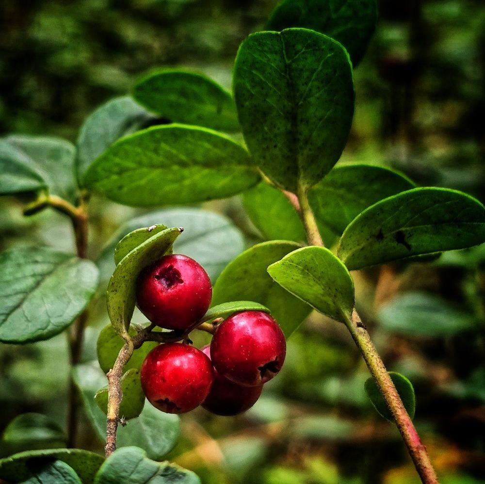 Photograph by Ольга Фомина