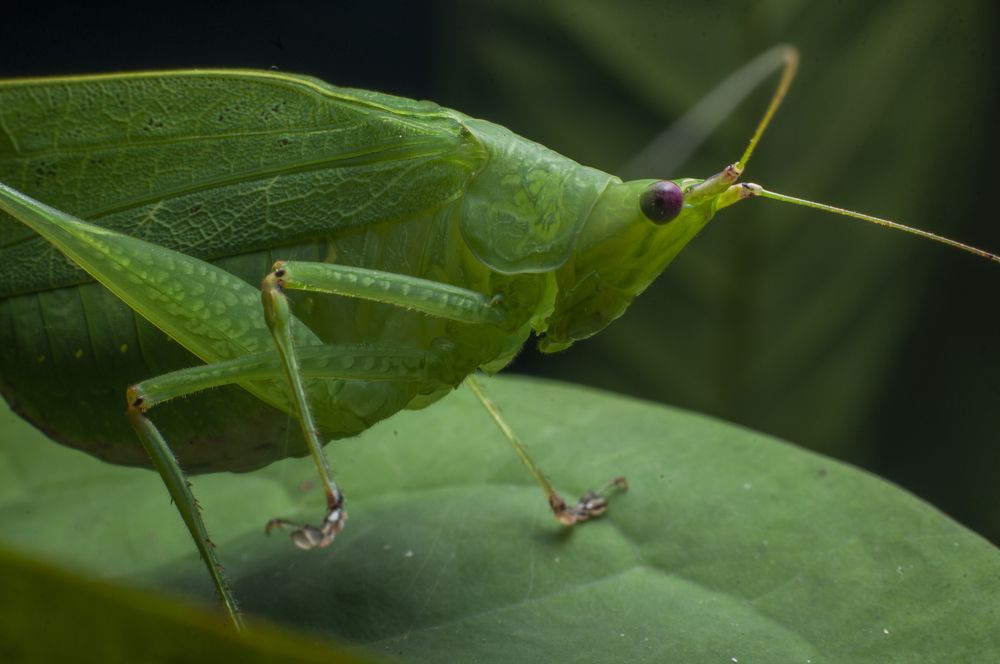 Photograph by Chamara Sulakkhana Polwatta Siriyalage