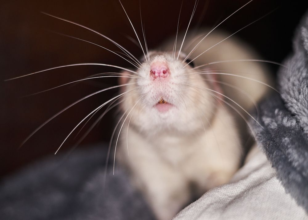 Photograph by Лариса Неман