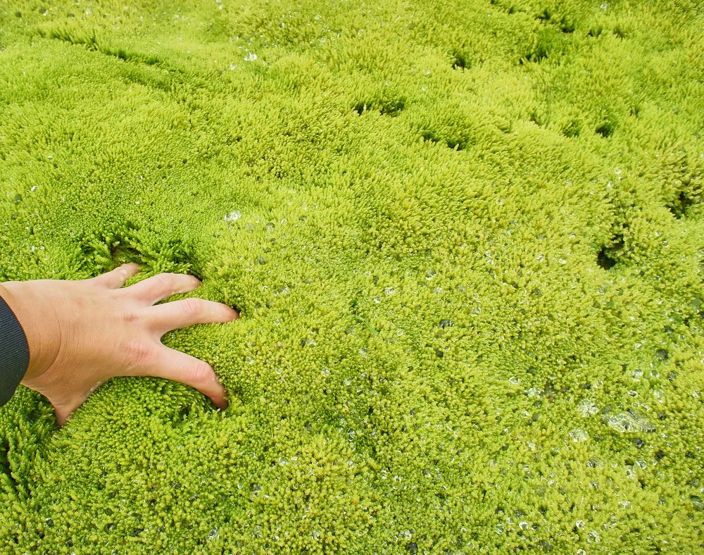 Photograph by Елена Гоосен