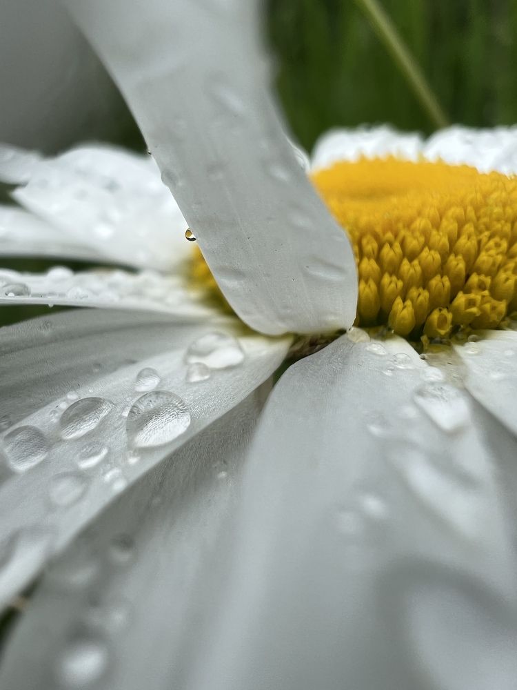 Photograph by Александра Акси