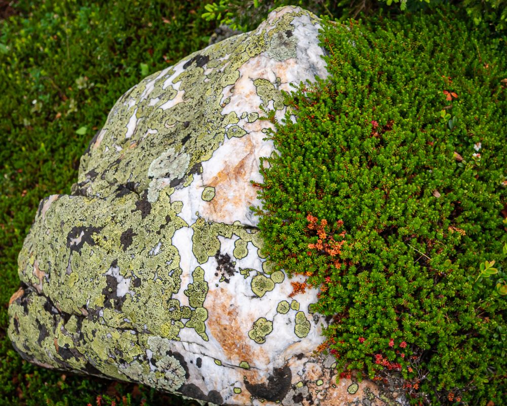 Жизнь на камне