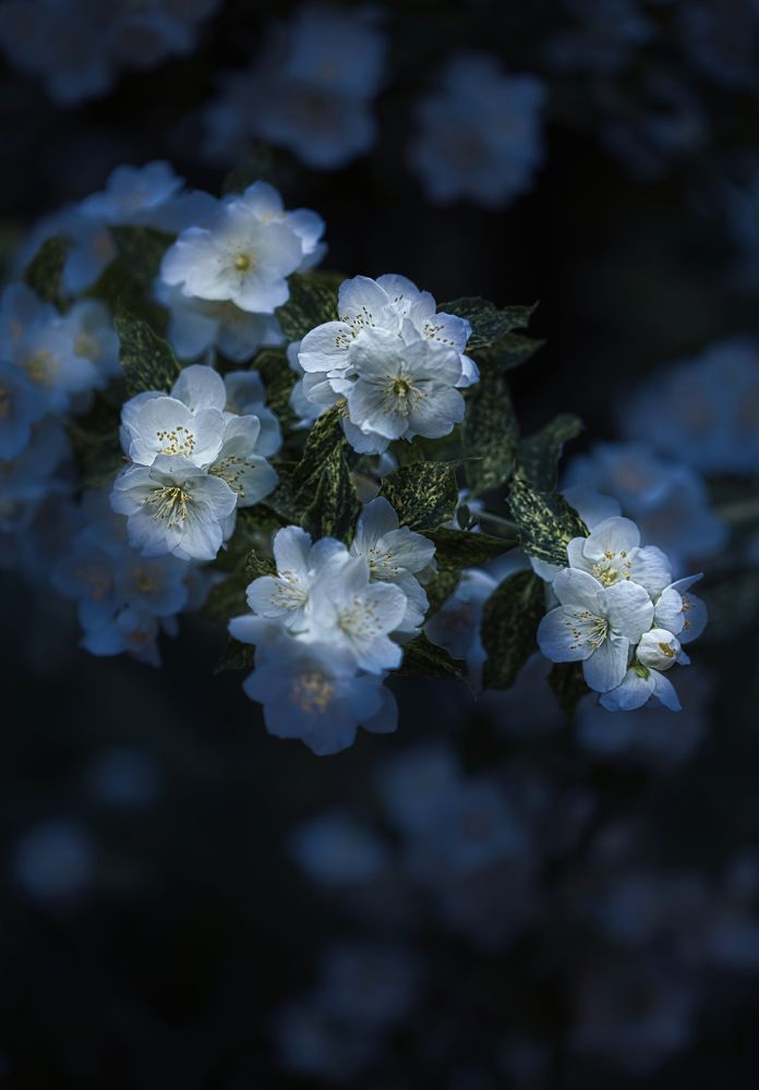 Photograph by Светлана Алексеева