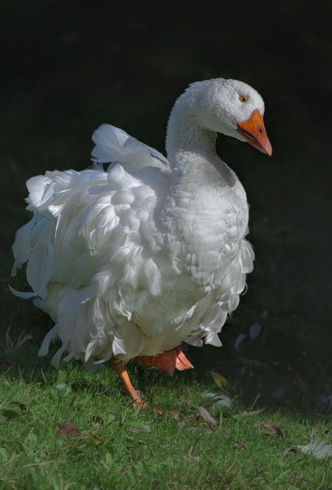 Photograph by Светлана Алексеева