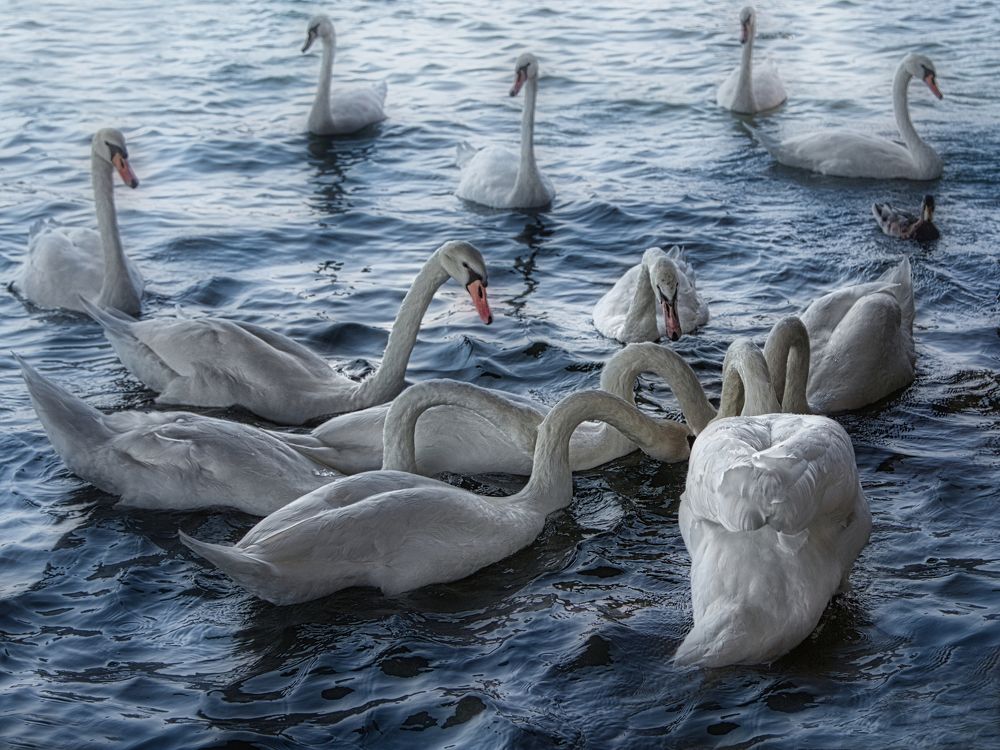 Photograph by Светлана Алексеева